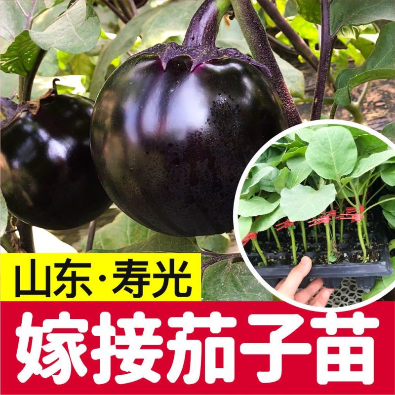 寿光育苗基地供应直根大龙茄子苗布里塔嫁接茄子苗765