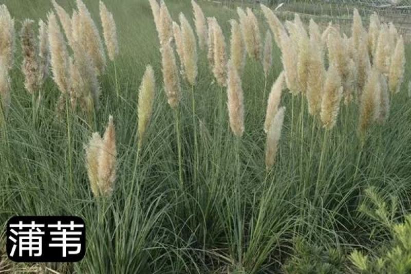 蒲苇产地直发一手货源质优价廉