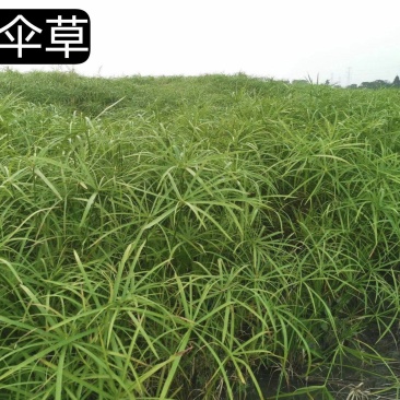 旱伞草各种规格大量有货量大从优