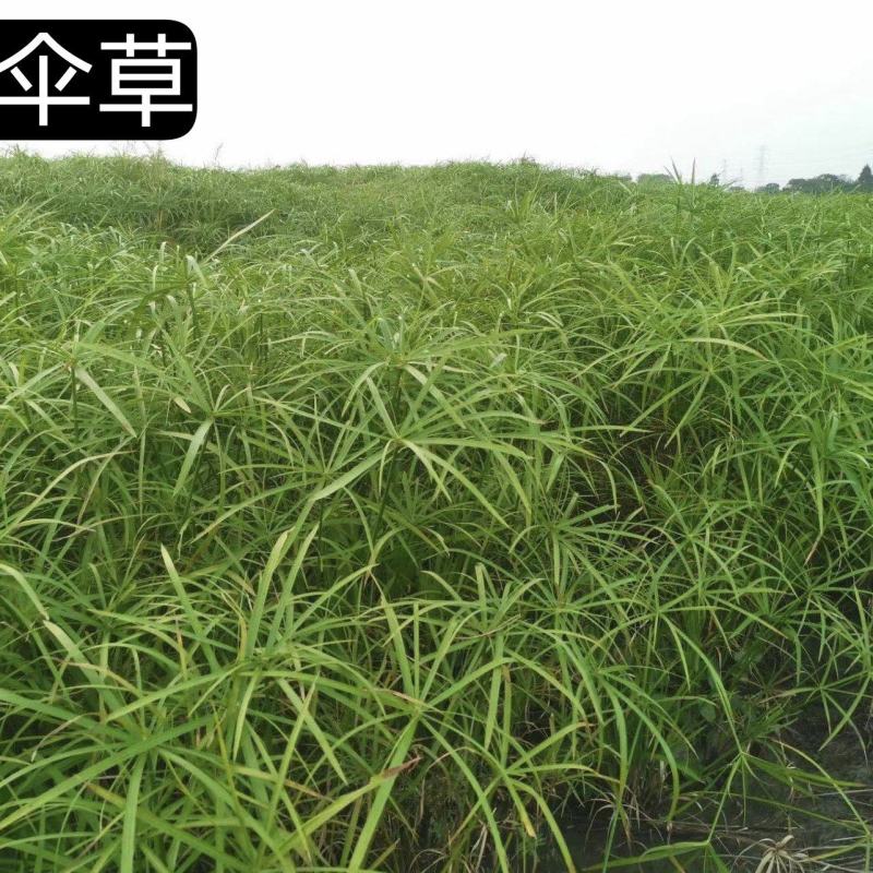 旱伞草各种规格大量有货量大从优