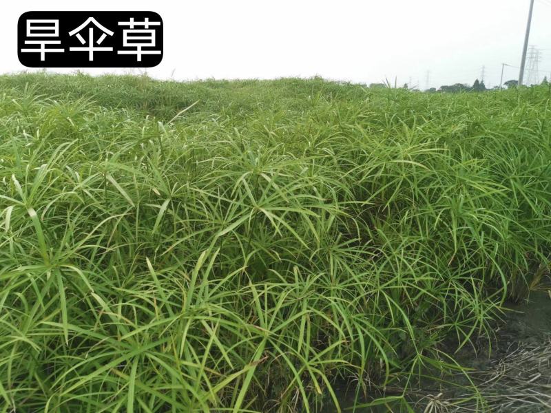 旱伞草各种规格大量有货量大从优