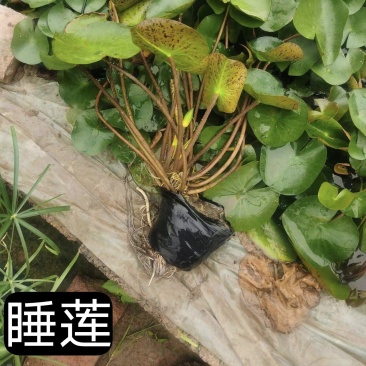 睡莲品质保证基地直发量大从优