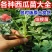 直播甜王西瓜苗，嫁接甜王西瓜苗嫁接8424西瓜苗