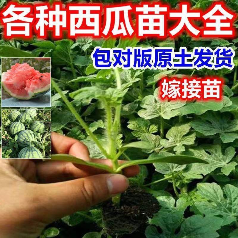 直播甜王西瓜苗，嫁接甜王西瓜苗嫁接8424西瓜苗