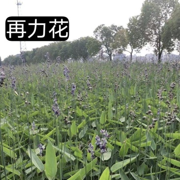 水生植物再力花货源充足