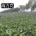水生植物再力花货源充足