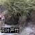 浙江杭州花叶芦竹货源充足欢迎咨询