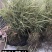 浙江杭州花叶芦竹货源充足欢迎咨询