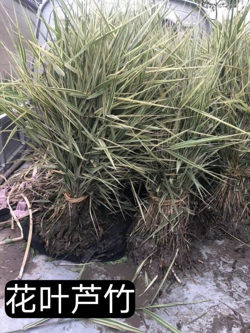 浙江杭州花叶芦竹货源充足欢迎咨询
