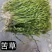 浙江杭州苦草货源充足欢迎咨询