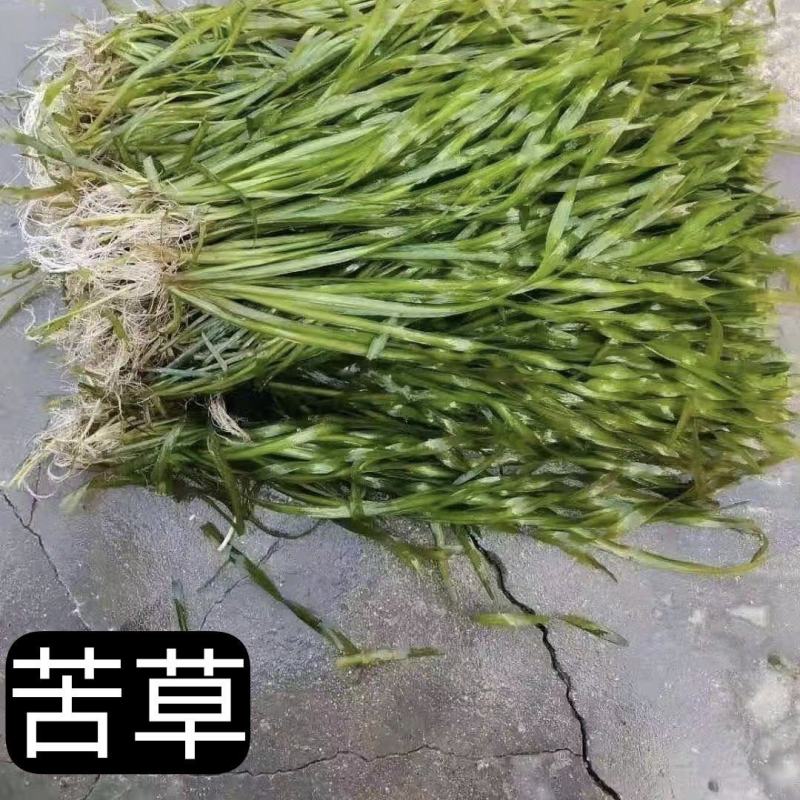 浙江杭州苦草货源充足欢迎咨询