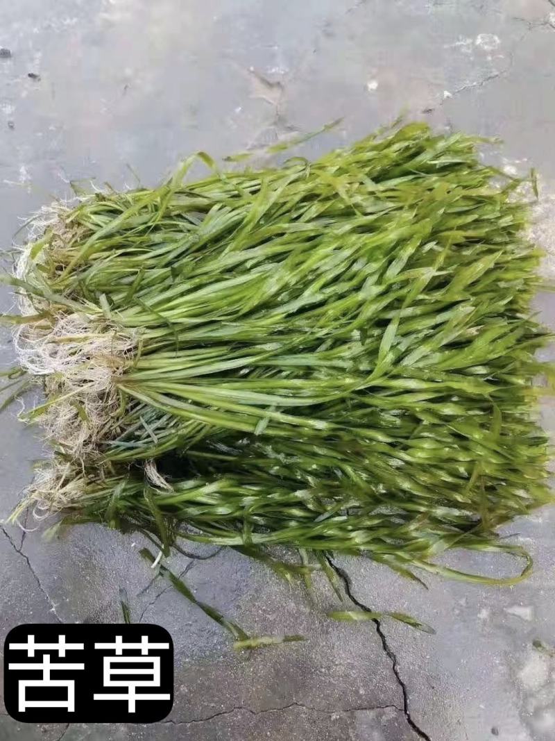 浙江杭州苦草货源充足欢迎咨询