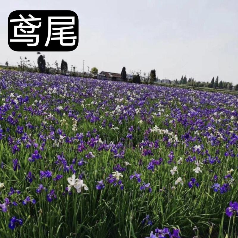 浙江杭州鸢尾货源充足欢迎咨询