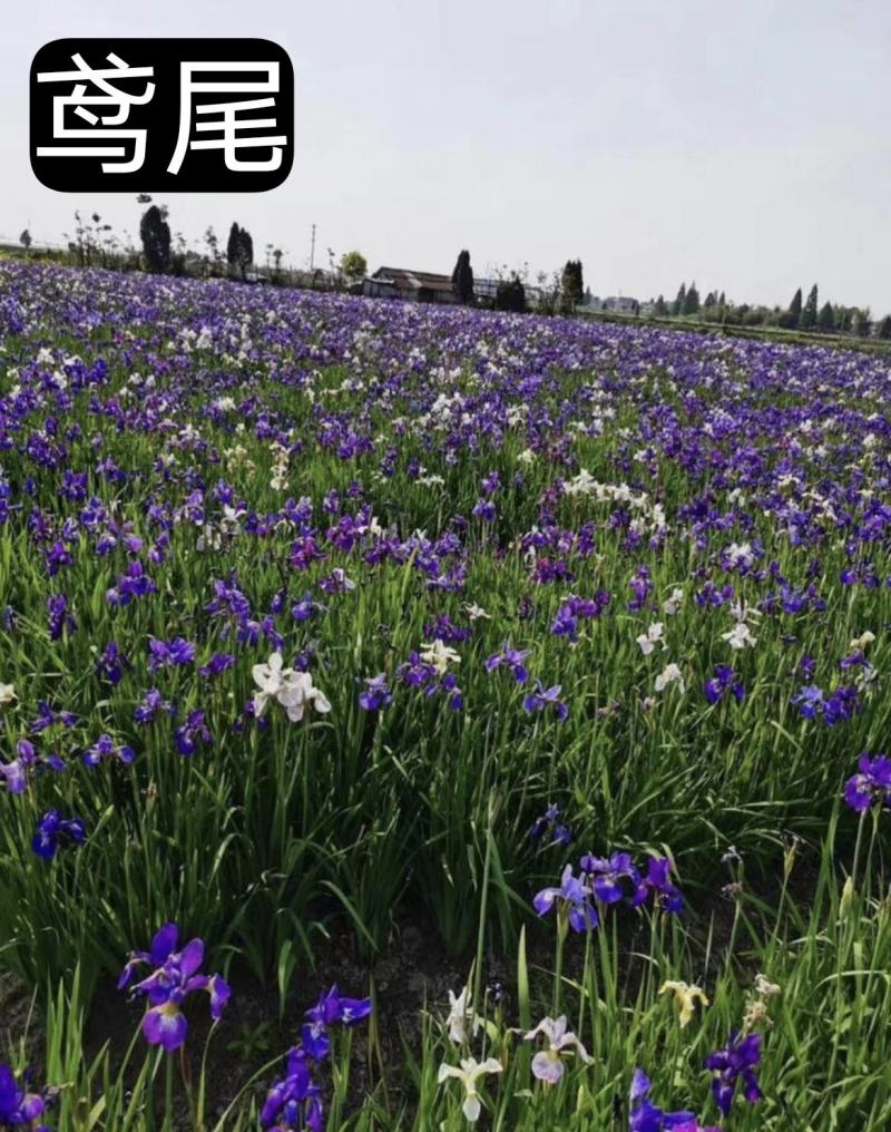 浙江杭州鸢尾货源充足欢迎咨询