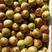 沾化冬枣树苗，成活率高，产品品质优良，号称维生素丸，发家