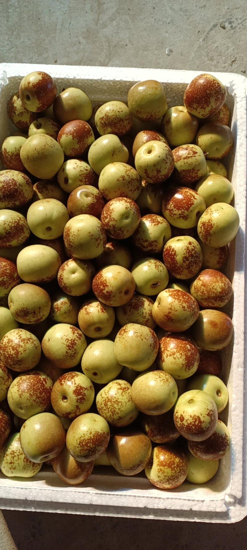 沾化冬枣树苗，成活率高，产品品质优良，号称维生素丸，发家