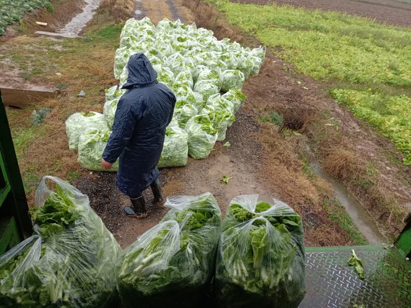 湖北嘉鱼本地白菜心毛白菜苔持续供应