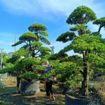 罗汉松造型罗汉松基地大量现货供应，欢迎各位客户咨询