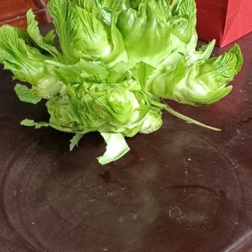 儿菜