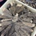 羊肚菌250克/盒厚肉整盒带礼袋实用送礼大方