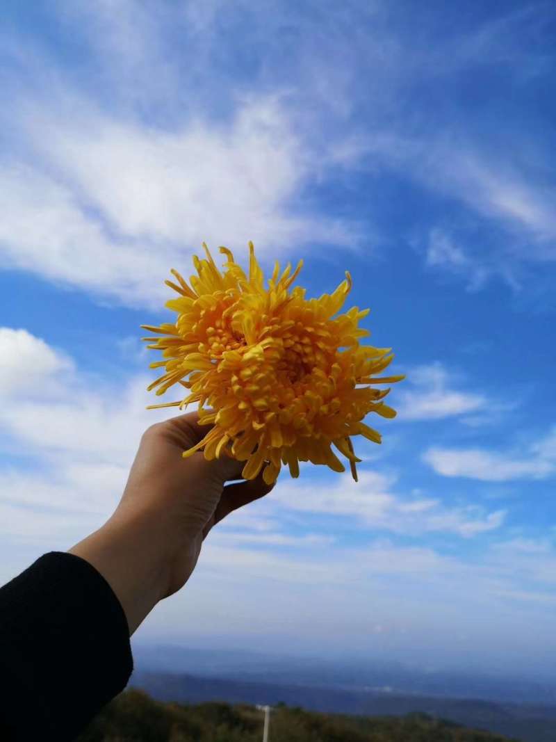 金丝大皇菊不仅具有观赏价值，而且气味芳香，