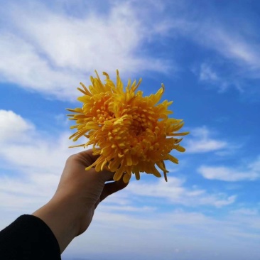 金丝大皇菊不仅具有观赏价值，而且气味芳香，