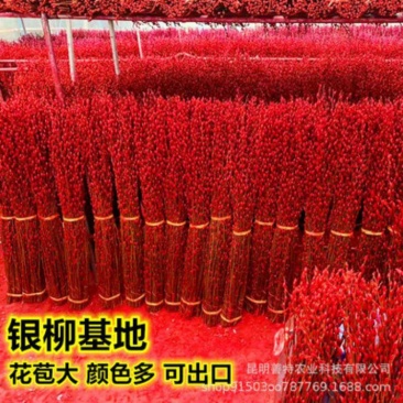 银柳