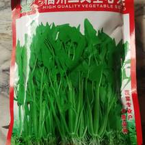 福州三叉空心菜新品种叶片大梗粗淡青色拫系发达产量高