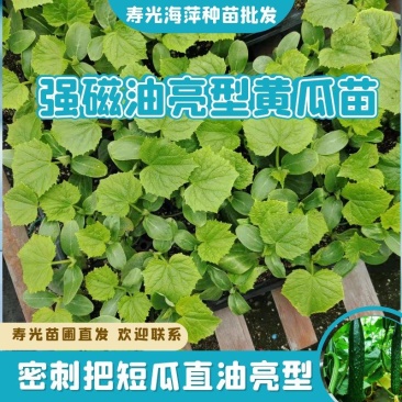 黄瓜苗，嫁接强雌油亮黄瓜苗，全雌黄瓜苗，德瑞特系列品种