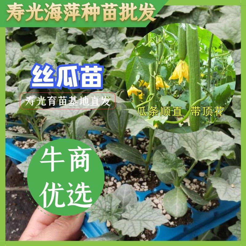 丝瓜苗，中绿杂交丝瓜苗，寿光育苗基地苗厂直对接
