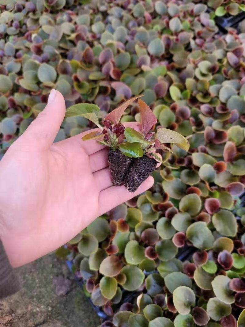 四季海棠四季海棠穴盘苗红叶红花绿叶红花大量上市