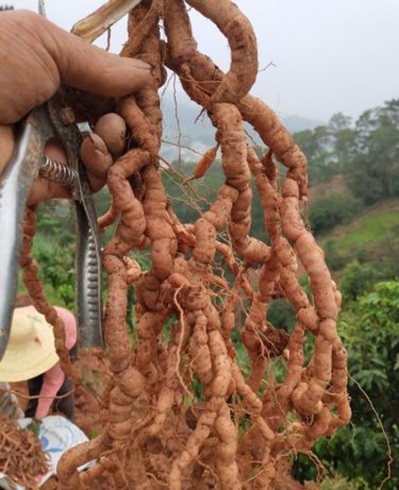 巴戟天，巴戟肉，炙巴戟天质量保证欢迎咨询选购！
