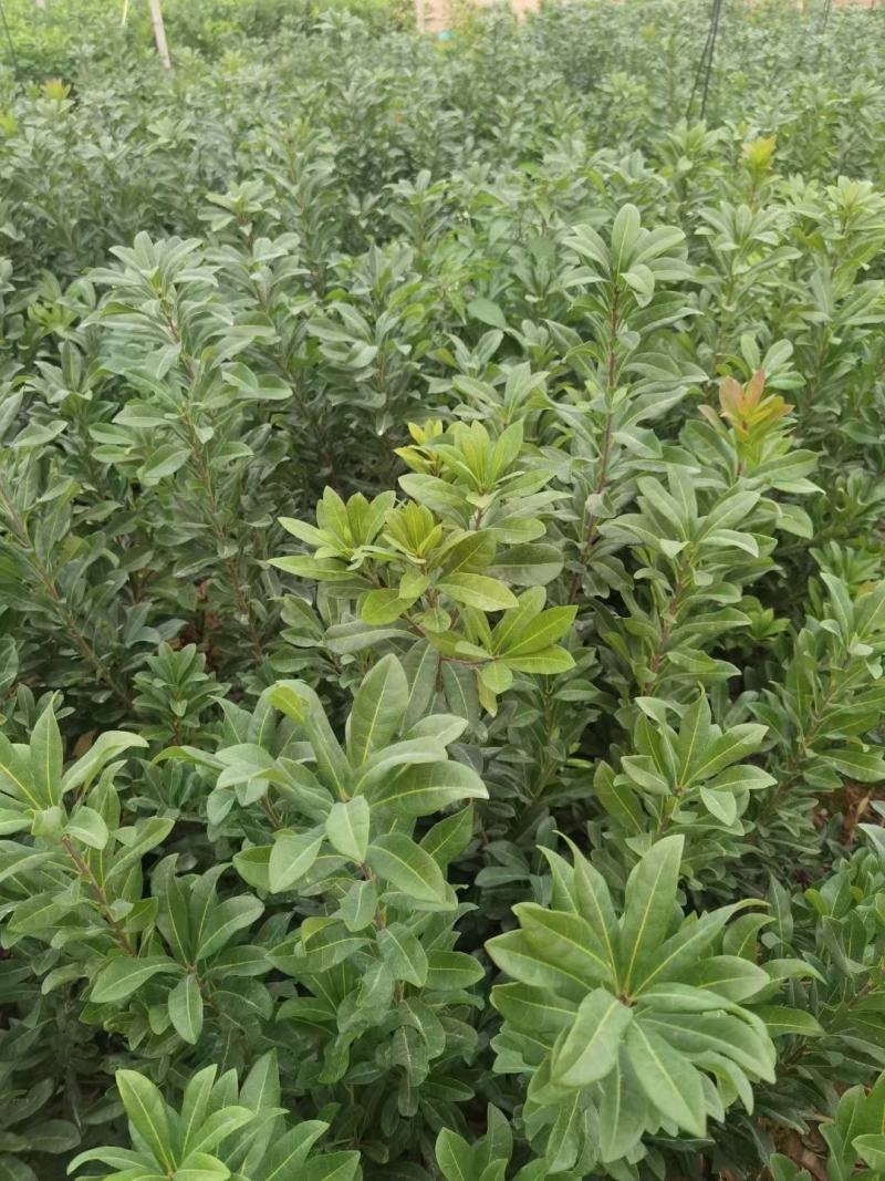 东魁杨梅苗，黑炭杨梅苗，六月杨梅苗，现挖现发货，基地现货