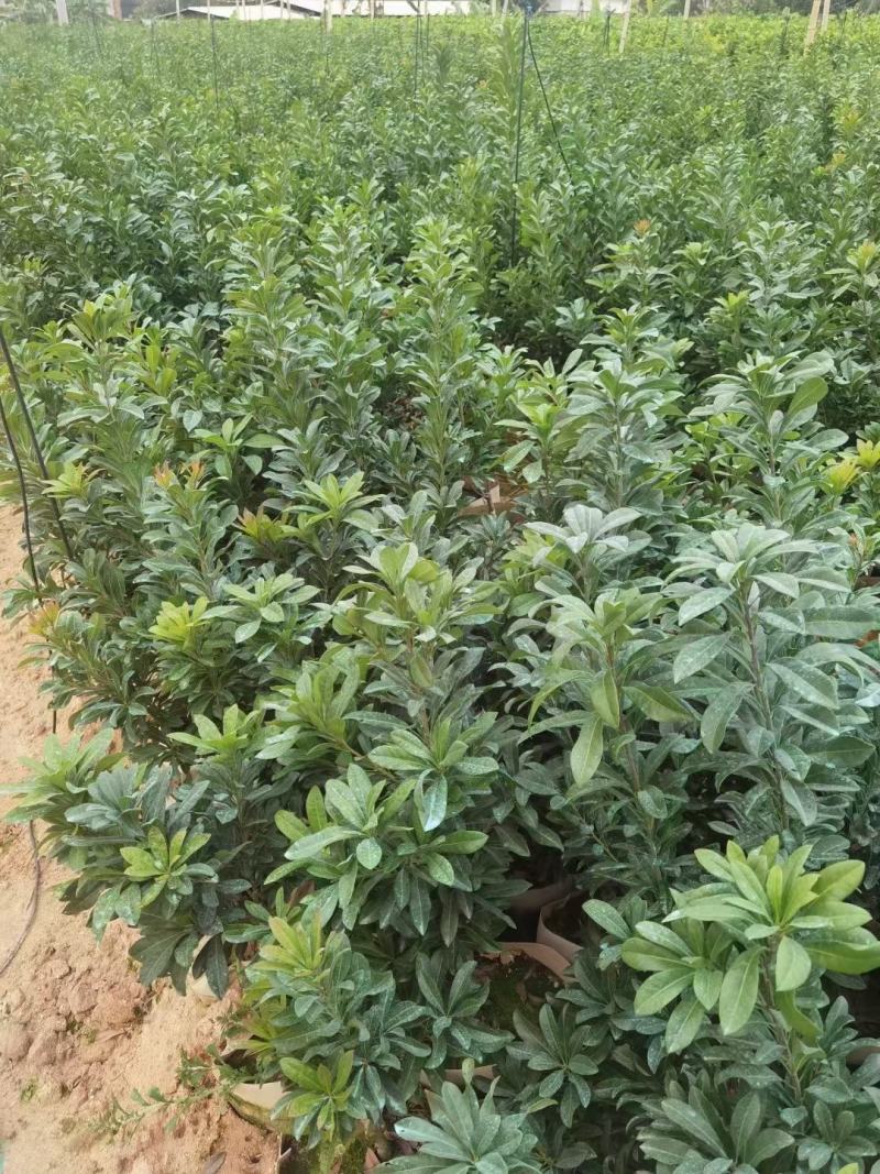 东魁杨梅苗，黑炭杨梅苗，六月杨梅苗，现挖现发货，基地现货