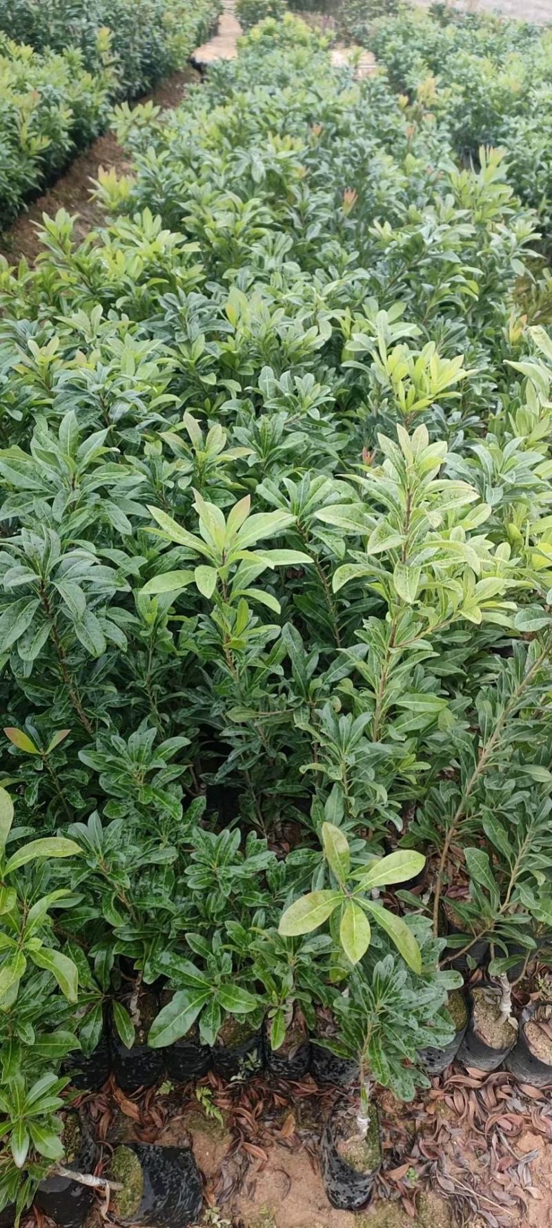 东魁杨梅苗，黑炭杨梅苗，六月杨梅苗，现挖现发货，基地现货