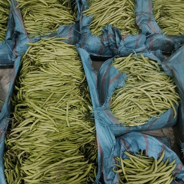 无筋豆新苗基地货通货