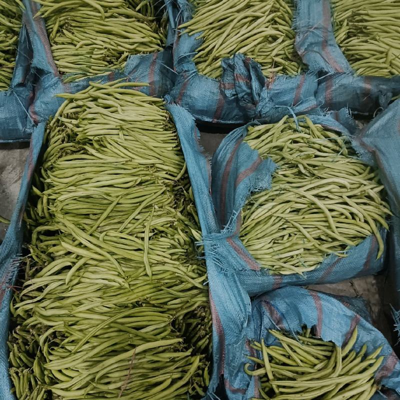无筋豆新苗基地货通货