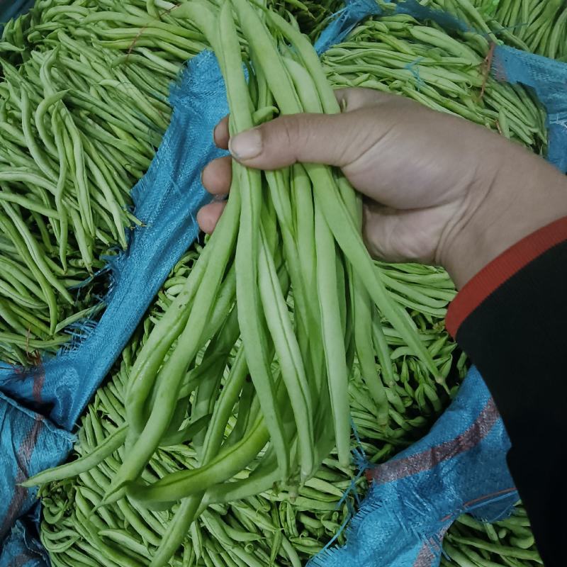 无筋豆新苗基地货通货