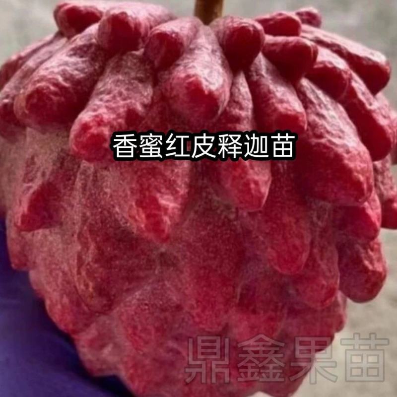 新品种澳洲香蜜红皮释迦苗最大果重1-2斤一个南北可种植