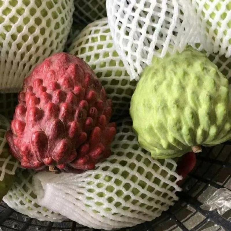 新品种澳洲香蜜红皮释迦苗最大果重1-2斤一个南北可种植