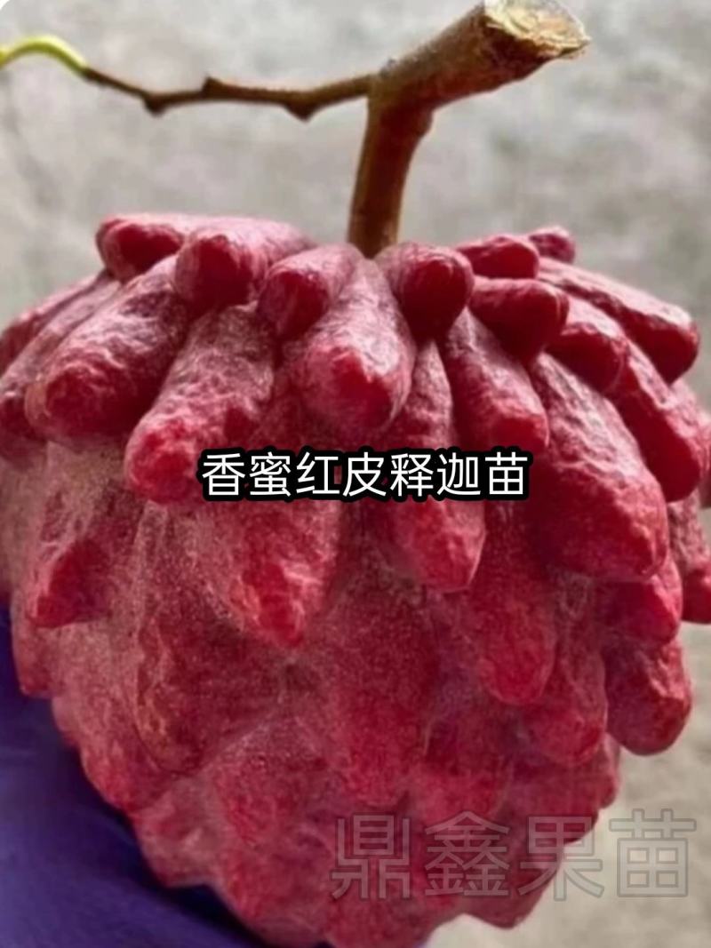 新品种澳洲香蜜红皮释迦苗最大果重1-2斤一个南北可种植