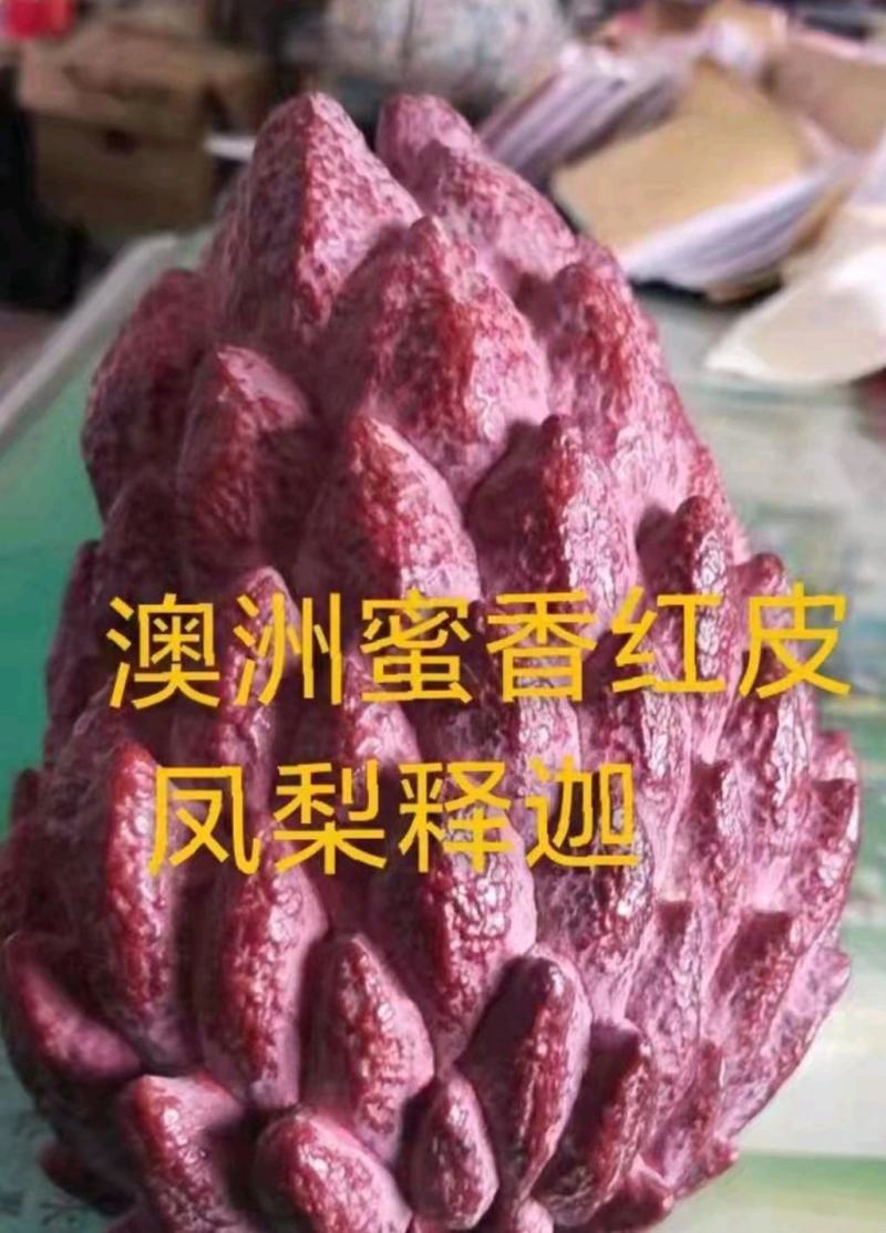 新品种澳洲香蜜红皮释迦苗最大果重1-2斤一个南北可种植