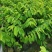 新品种澳洲香蜜红皮释迦苗最大果重1-2斤一个南北可种植