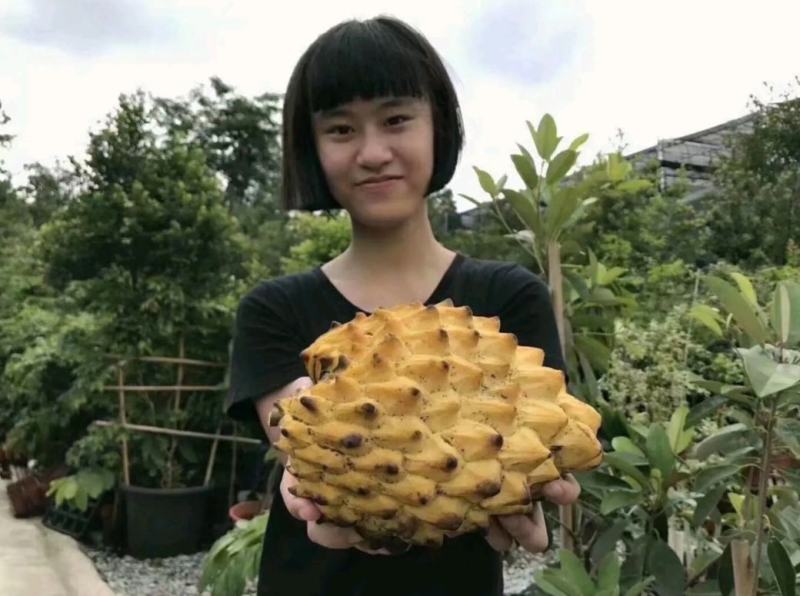 新品种澳洲香蜜红皮释迦苗最大果重1-2斤一个南北可种植