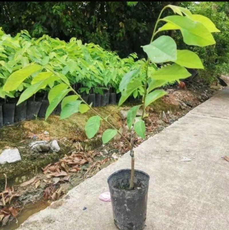 新品种澳洲香蜜红皮释迦苗最大果重1-2斤一个南北可种植