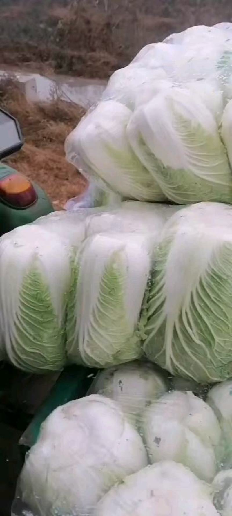 西安白菜