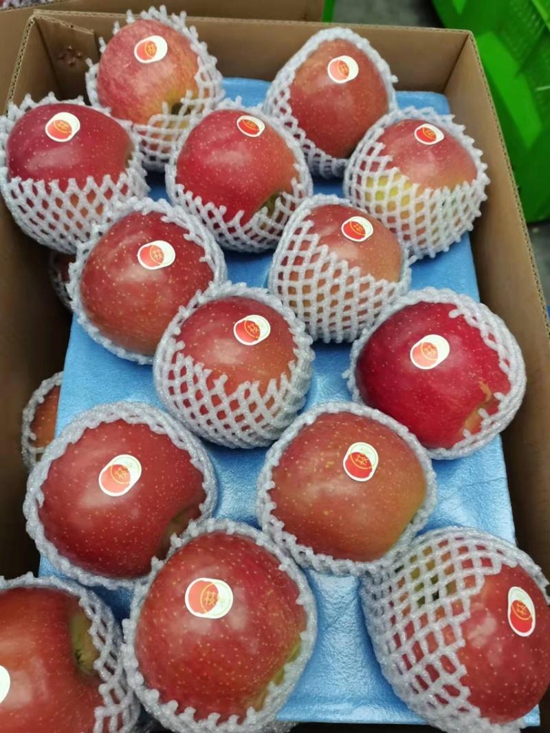 昭通糖心苹果2022年8月大量有货欢迎电话咨询一下