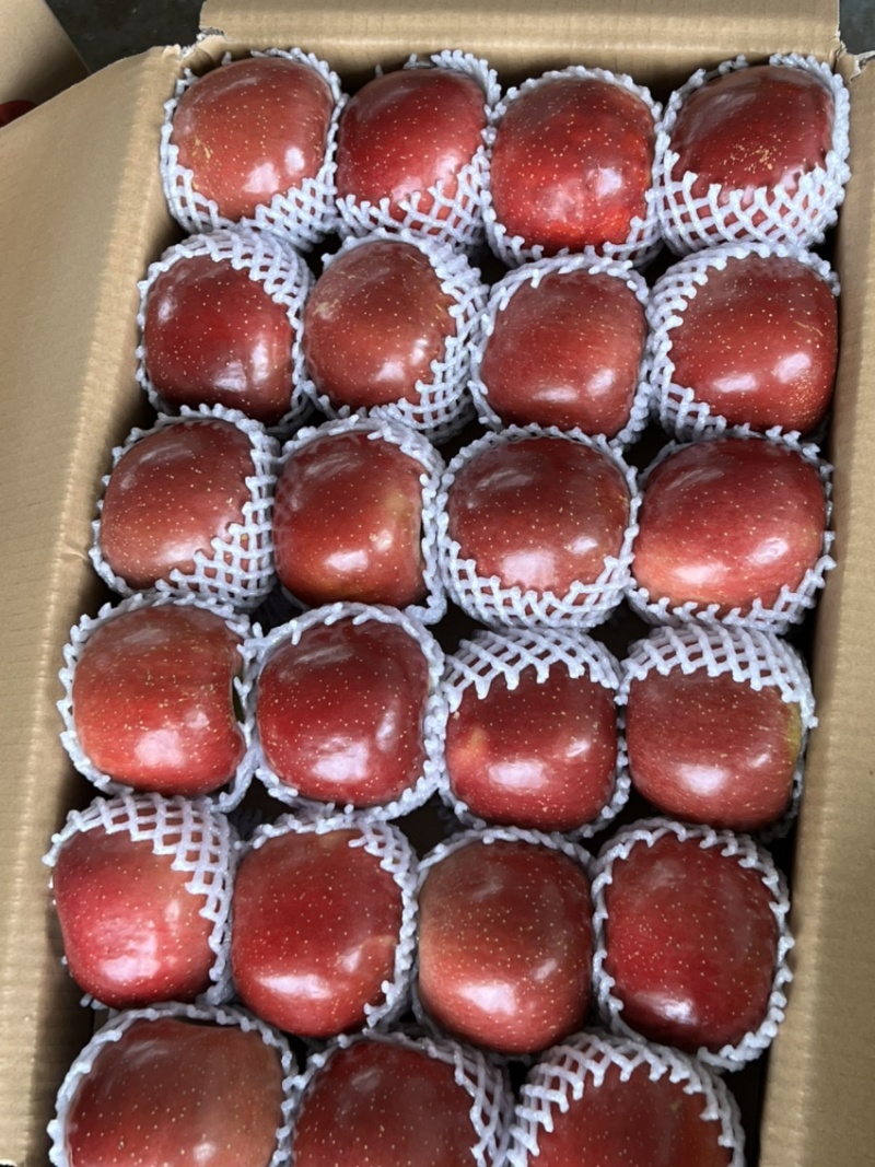 昭通糖心苹果2022年8月大量有货欢迎电话咨询一下