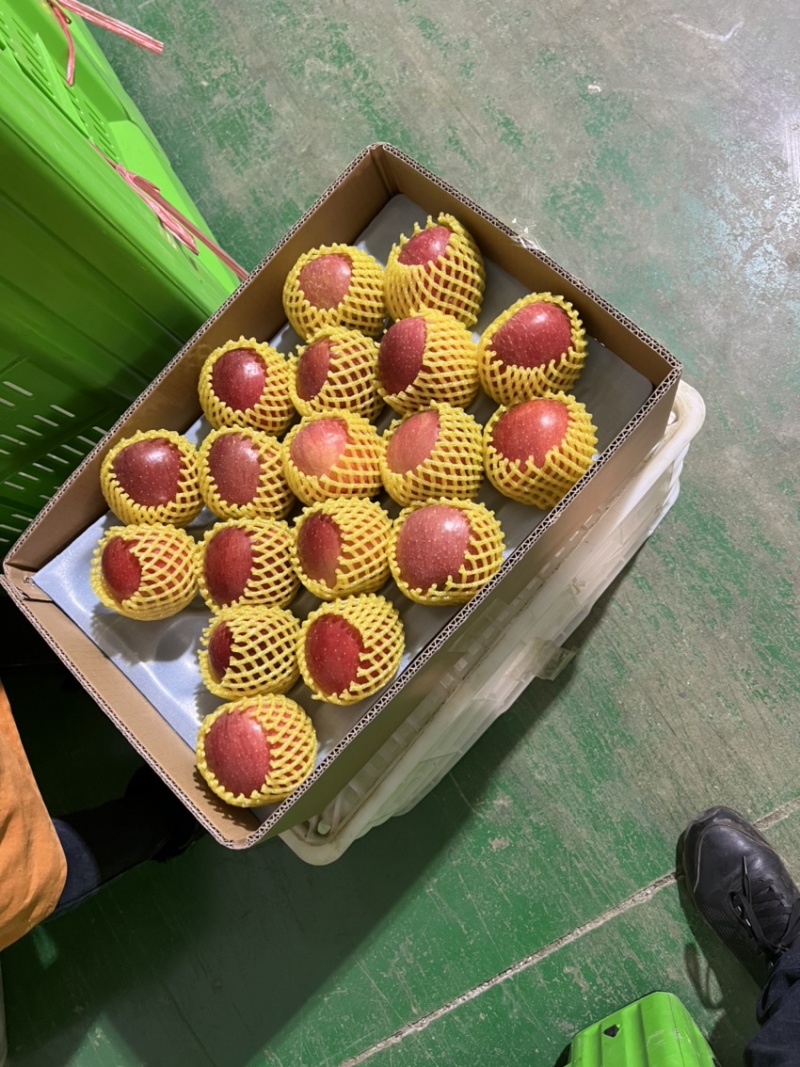 昭通糖心苹果2022年8月大量有货欢迎电话咨询一下