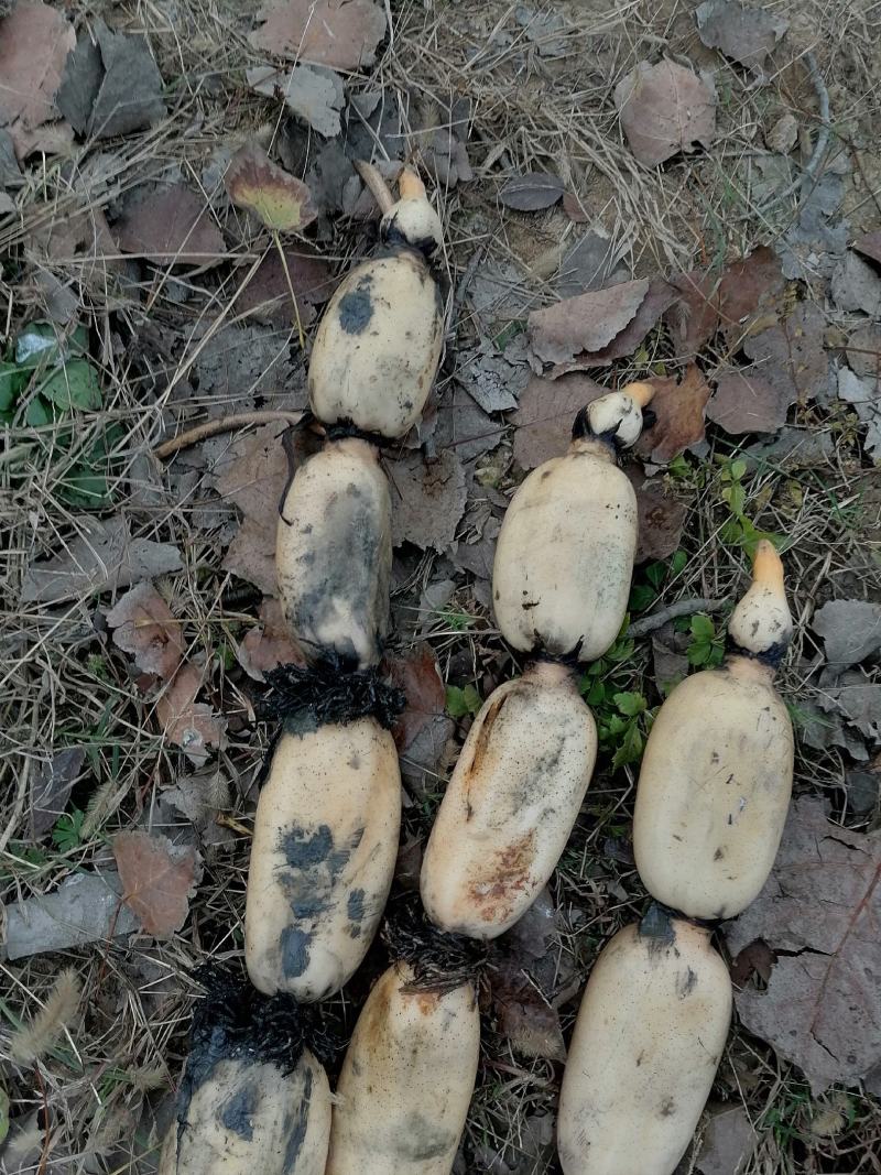 精品白莲藕莲藕基地直发品种有3537鄂莲6号，大地红